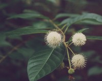 cephalanthus occidentalis.jpg